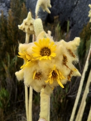 Espeletia congestiflora