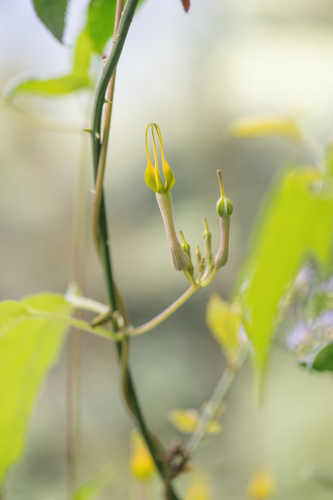 Ceropegia pubescens