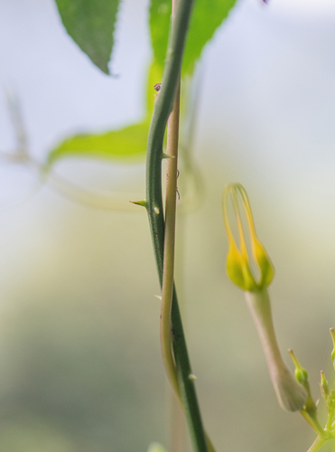 Ceropegia pubescens