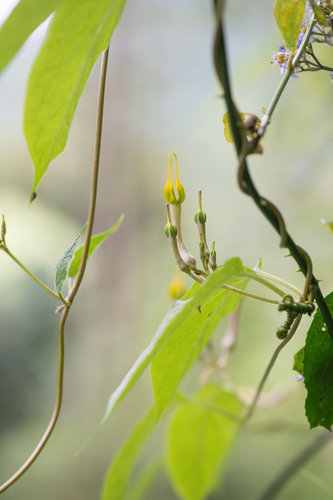 Ceropegia pubescens