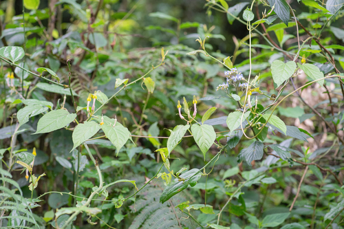 Ceropegia pubescens