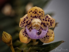 Dichaea intermedia