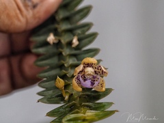 Dichaea intermedia