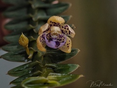 Dichaea intermedia