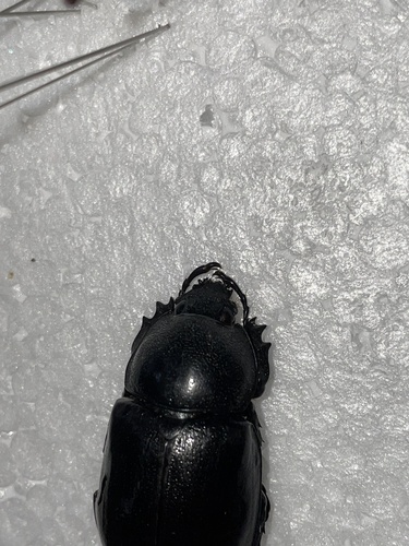 Siamese Rhinoceros Beetle