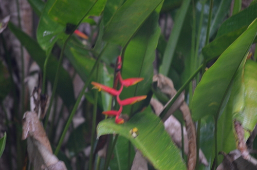 Heliconia marginata (Heliconia marginata)