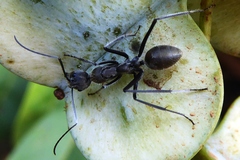 Camponotus auriventris