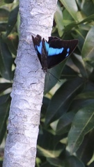 Archaeoprepona demophoon