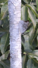 Archaeoprepona demophoon