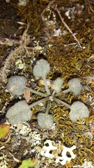 Convolvulus verecundus