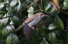 Ramsayornis modestus
