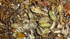 Leptinella conjuncta