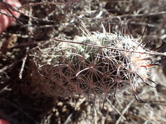 Mammillaria hutchisoniana hutchisoniana