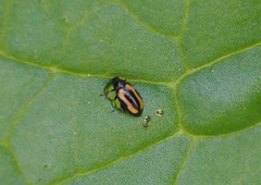 Phyllotreta striolata