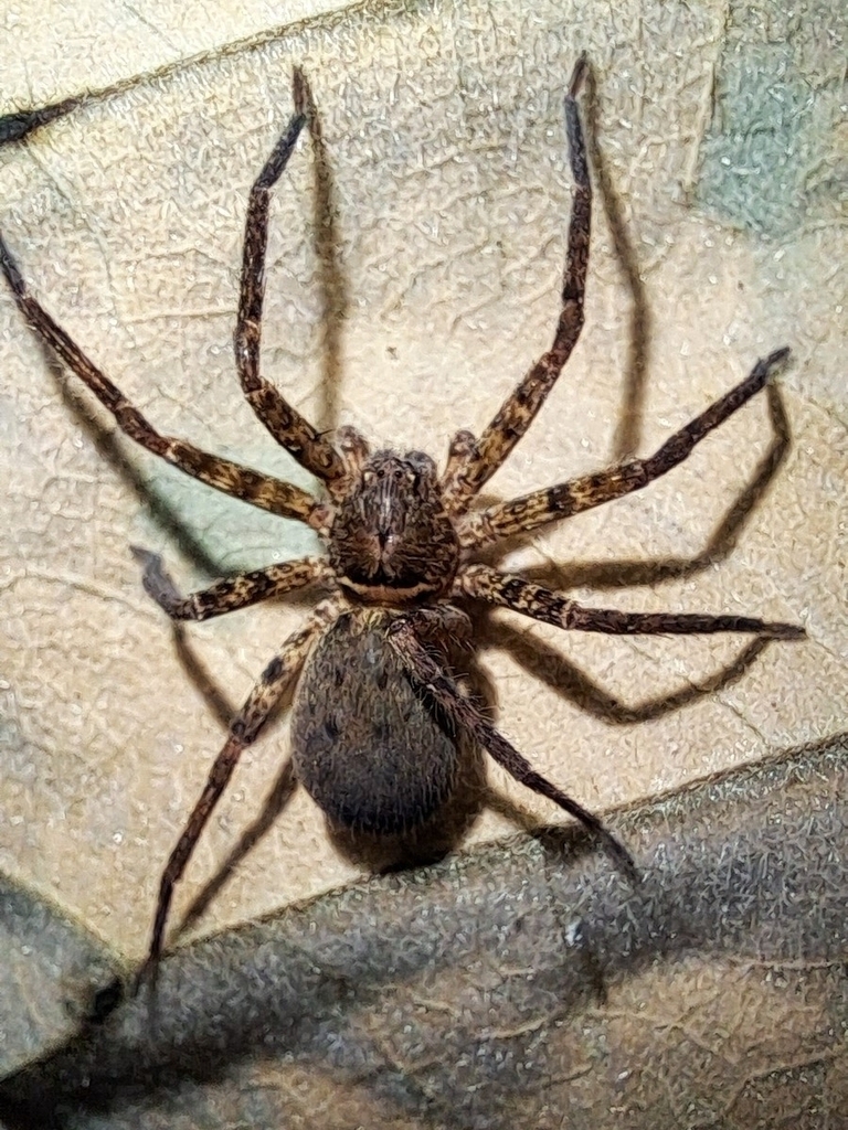 Heteropoda strasseni
