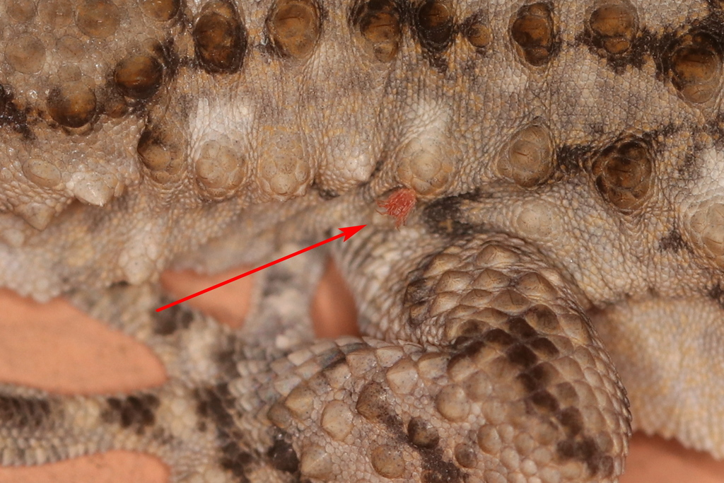Pimeliaphilus insignis
