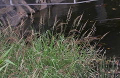 Echinochloa dietrichiana