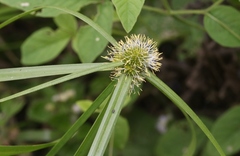 Cyperus aromaticus