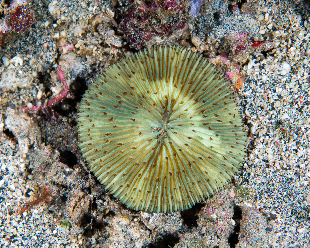 Cycloseris