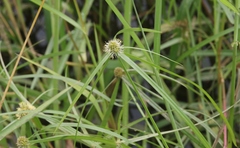 Cyperus aromaticus
