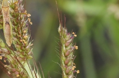 Echinochloa dietrichiana
