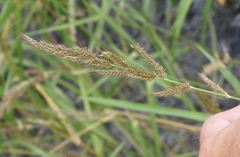 Echinochloa dietrichiana