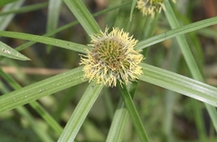 Cyperus aromaticus
