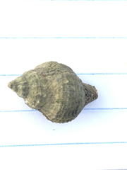 Urosalpinx cinerea image