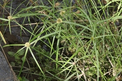 Cyperus aromaticus