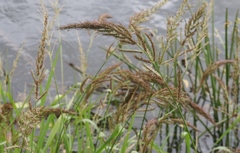 Echinochloa dietrichiana
