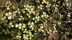 Hydrocotyle sulcata