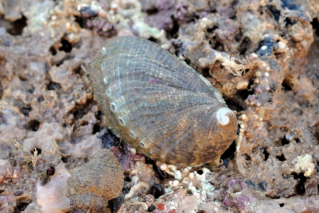 Haliotis diversicolor squamata from Port Hedland on August 3, 2023 at ...