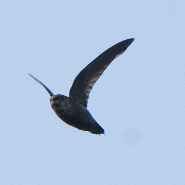Band-rumped Swift (Chaetura spinicaudus), photo 7