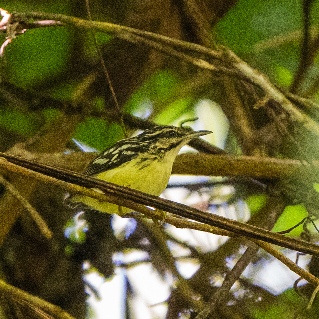 Moustached Antwren (Myrmotherula ignota), photo 7