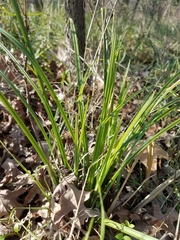 Carex barbarae
