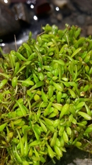 Glossostigma elatinoides