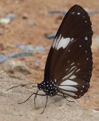Euploea radamanthus