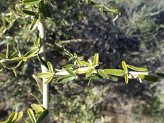 Atamisquea emarginata