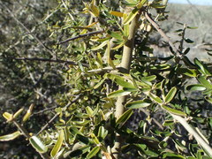 Atamisquea emarginata