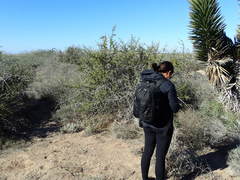 Atamisquea emarginata