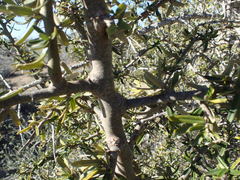 Atamisquea emarginata