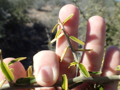 Atamisquea emarginata