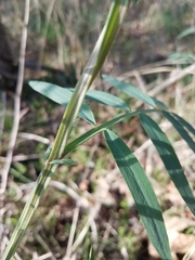 Lathyrus jepsonii californicus
