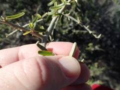 Atamisquea emarginata