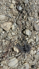 Muehlenbeckia ephedroides