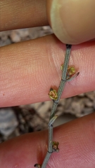 Muehlenbeckia ephedroides