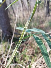 Lathyrus jepsonii californicus