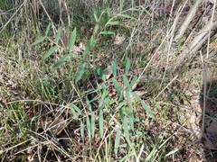 Lathyrus jepsonii californicus