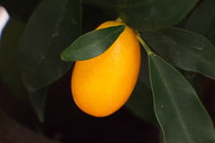 Citrus japonica