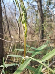 Lathyrus jepsonii californicus
